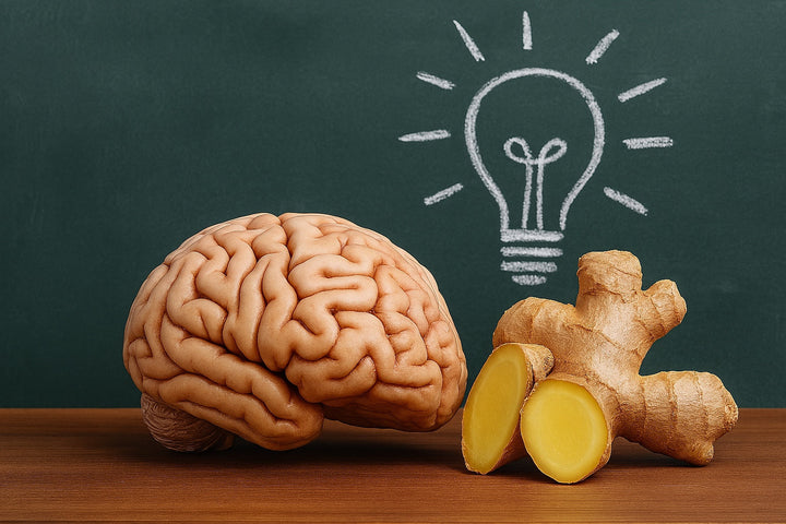 Das Bild zeigt ein Gehirn, daneben eine Ingwerknolle. Darüber ist eine gezeichnete Glühbirne zu sehen.